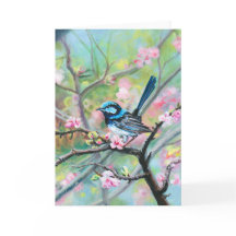 Superb Fairy Wren -