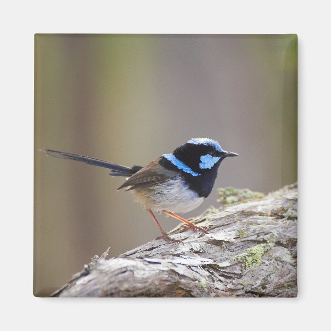Superb Fairy-wren Magnet (Vorne)
