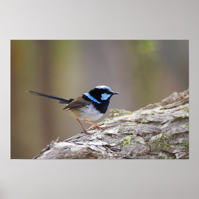 Superb Fairy-wren Poster (Vorne)