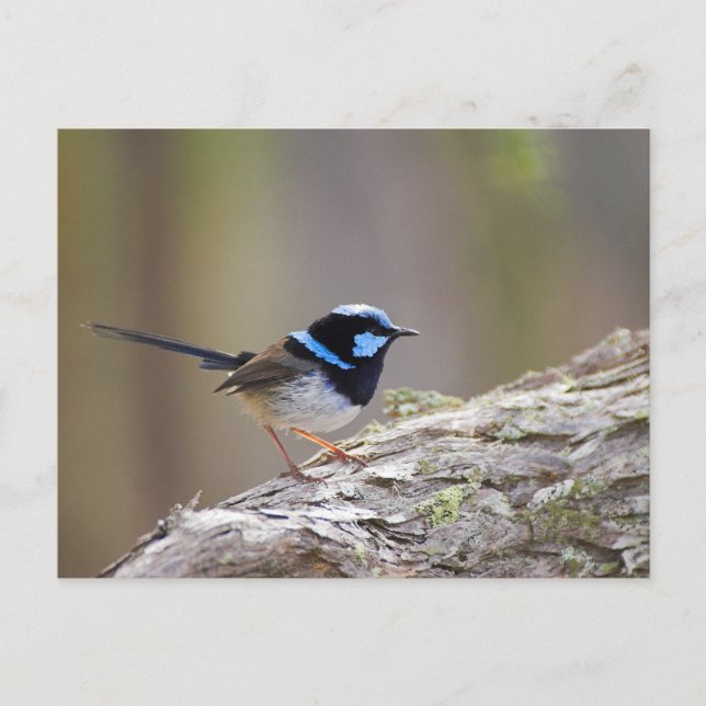 Superb Fairy-wren Postkarte (Vorderseite)