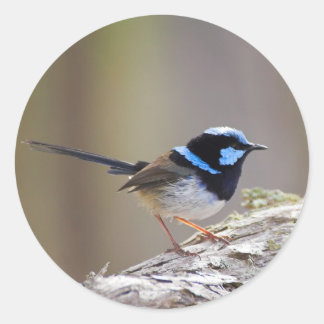 Superb Fairy-wren Runder Aufkleber