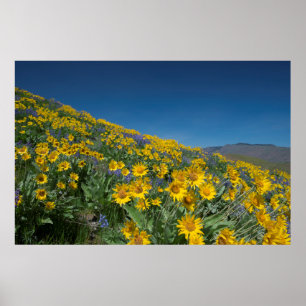 Superbloom Poster