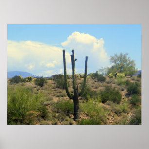 Superscape Beauty Print Poster