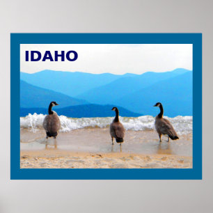 Surf ist auf! - Gänse Poster