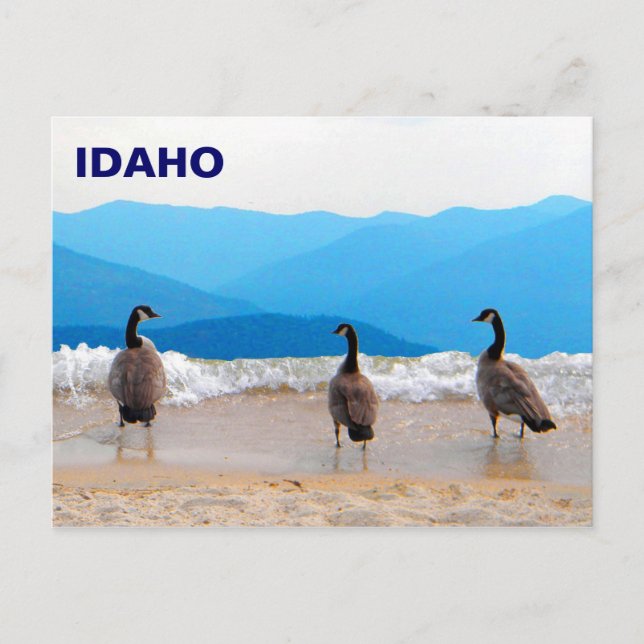 Surf ist auf! - Gänse Postkarte (Vorderseite)