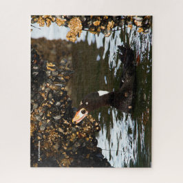 Surf Scoter Feasting auf Mussels und Barnacles Puzzle