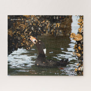 Surf Scoter Feasting auf Mussels und Barnacles Puzzle