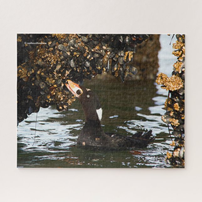 Surf Scoter Feasting auf Mussels und Barnacles Puzzle (Horizontal)