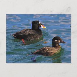 Surf Scoter paarte Enten am Pier's Edge Postkarte