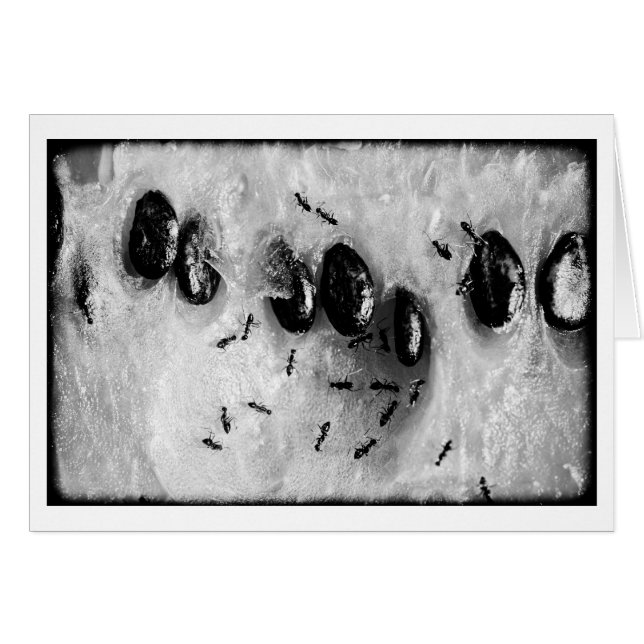 Surfameisen (Vorderseite (Horizontal))