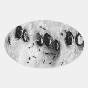 Surfameisen Ovaler Aufkleber