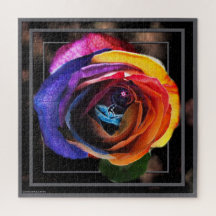 Surfen in der Regenbogen-Rose