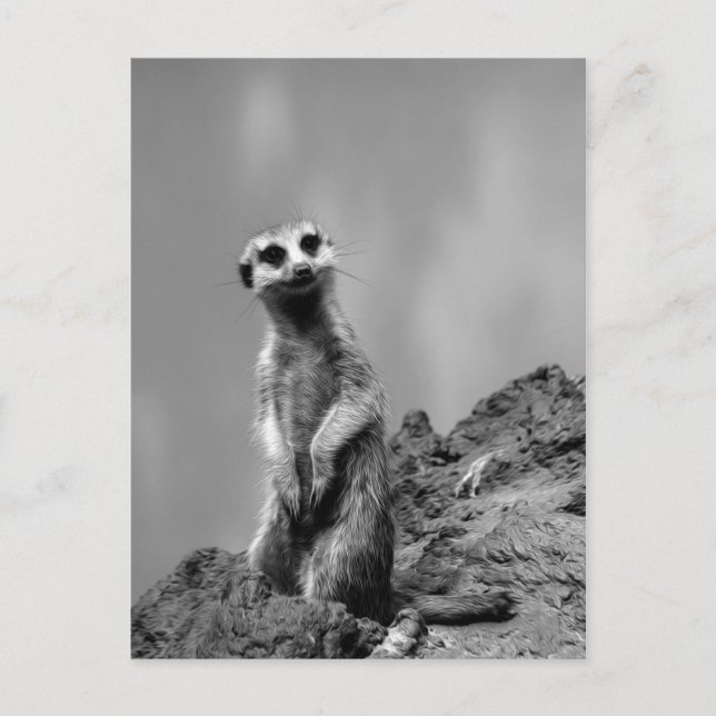 Suricate Postkarte (Vorderseite)