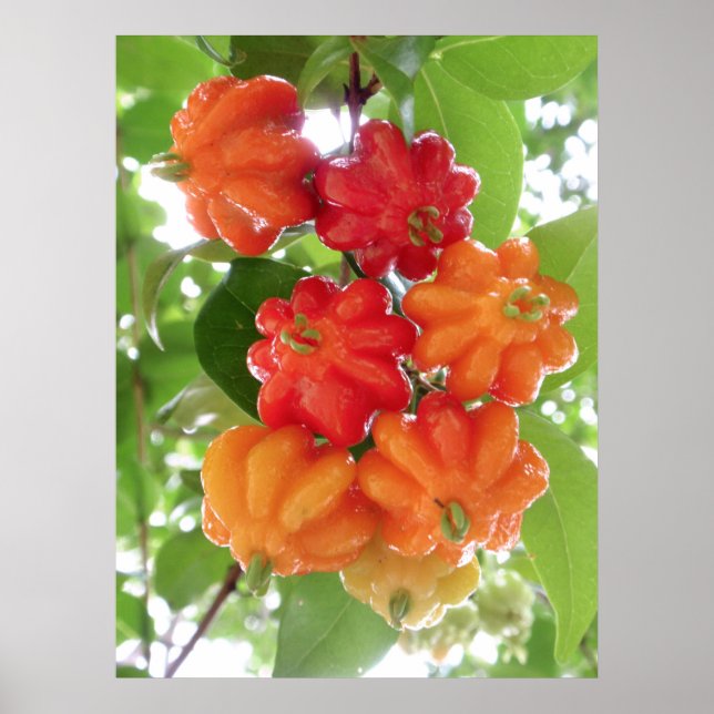 Surinam Cherries Poster (Vorne)