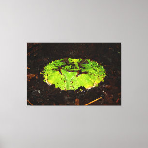 Surinam Horned Frog Ceratophrys Cornuta Leinwanddruck