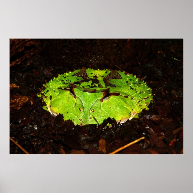 Surinam Horned Frog Ceratophrys Cornuta Poster (Vorne)