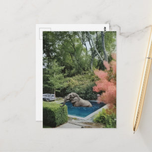 Surreal lustiger schöner Elefant im Pool Postkarte