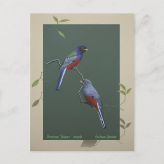 Surucua Trogon - Paar Postkarte