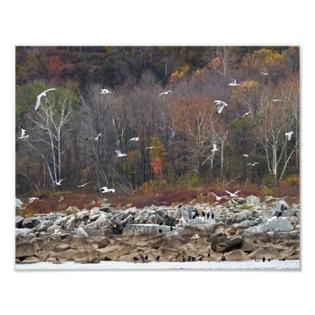 Susquehanna River Shoreline Fotodruck (Vorne)