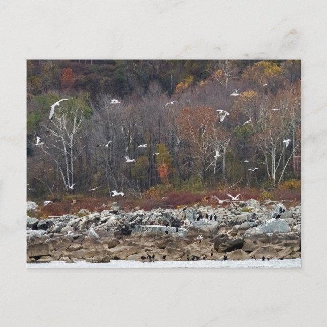 Susquehanna River Shoreline Postkarte (Vorderseite)