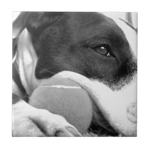 süß aussehender trauriger Pitbull-Hund schwarz wei Fliese