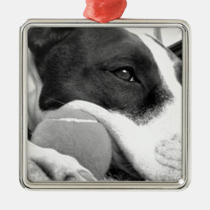 süß aussehender trauriger Pitbull-Hund schwarz wei Silbernes Ornament