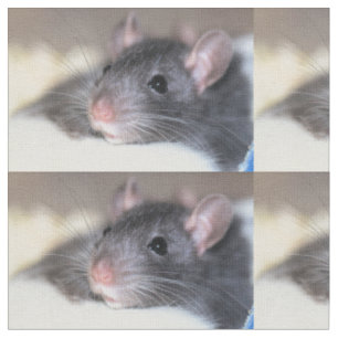 Süß Stoff
