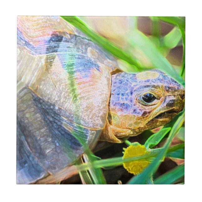 Süße Angulate-Schildkröte Südafrika Details Fliese (Vorderseite)
