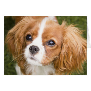 Süße Augen King Charles Spaniel Leere Karte