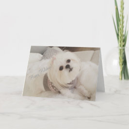 Süße Ava weiße Shih Tzu Welpe Weihnachtskarte Feiertagskarte
