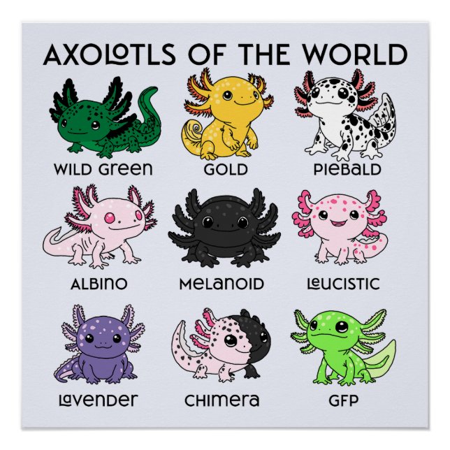 Süße Axolotl der Welt Poster (Vorderseite)