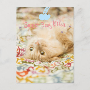 Süße Baby-Katze Postkarte