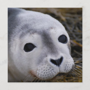 Süße Baby-Siegel-Einladungen Einladung