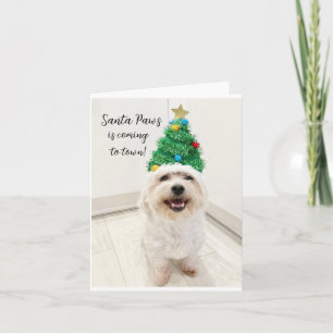 Süße Bichon Maltese Weihnachtskarte Santa Paws Karte
