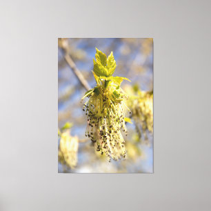 Süße Blätter im Frühlingsfoto Leinwanddruck