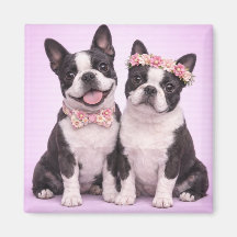 Süße Boston-Terrier-Paar Valentinstag-Illustration