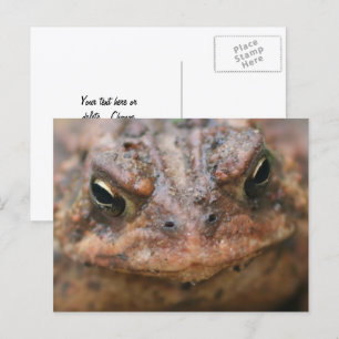Süße braune Kröten-Gesicht-Natur Postkarte