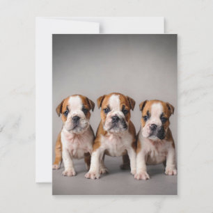 Süße Bulldoggen-Welpen   Geschenk für Hunde-Liebha Einladung