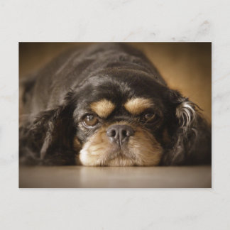 Süsse Cav! Postkarte