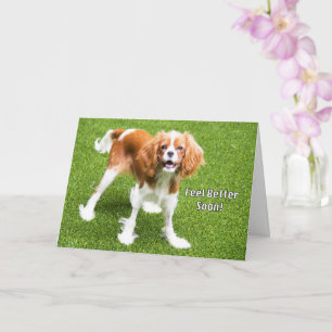 Süße Cavalier King Charles Fühle Dich Wieder Besse Karte