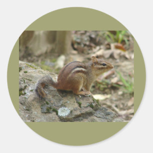 Süße Chipmunk Hot Springs Nationalpark-Geschenke Runder Aufkleber