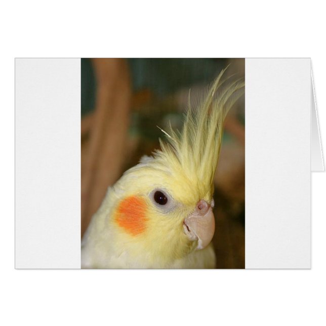 Süsse Cockatiel (Vorderseite (Horizontal))