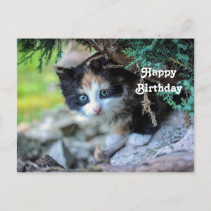 Süße dreifarbige Katzenfoto-Geburtstag Postkarte