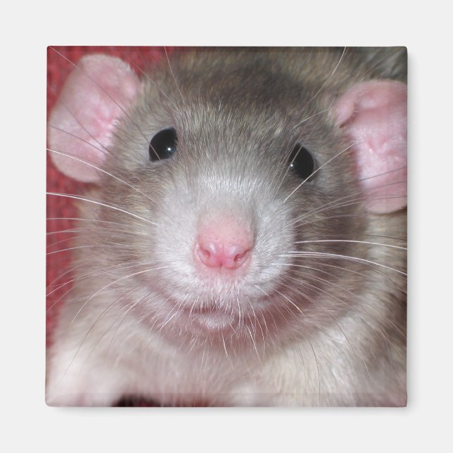 Süße Dumbo-Ratte Magnet (Vorne)