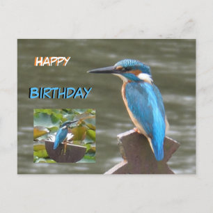 Süße Eisvögel Alles Gute zum Geburtstag Postkarte