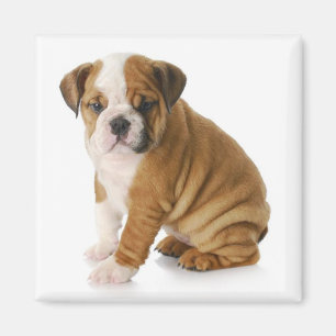 Süße English Bulldogge Mutter Welpen Hund Magnet