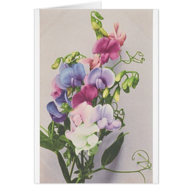 Süße Erbse 1907 (Vorne)