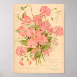 Süße Erbsen Blumen Poster