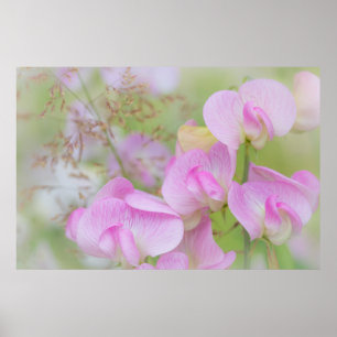 Süße Erbsenblüten   Seabeck, WA Poster