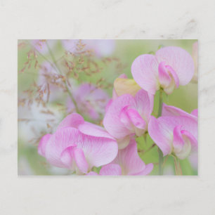 Süße Erbsenblüten   Seabeck, WA Postkarte